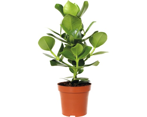 Planta autograf FloraSelf Clusia rosea princess H 25-35 cm ghiveci Ø 12 cm Clusia plantă de apartament într-un ghiveci