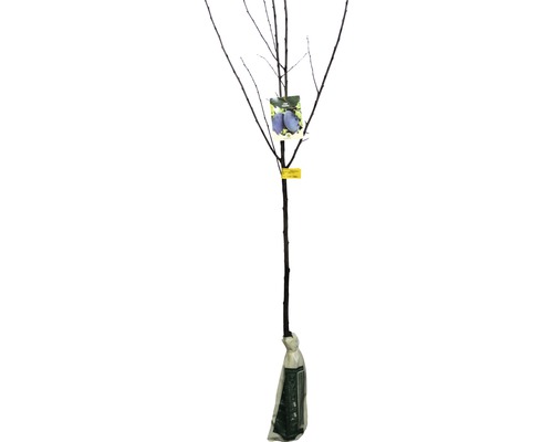 Prun în ghiveci pentru grădină