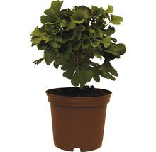 Arbore Ginkgo în ghiveci pentru grădină