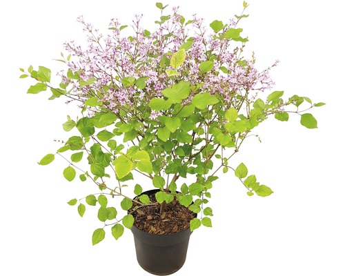 Liliac FloraSelf Syringa-Cultivars 'Bloomerang Dark Purple' H 40-50 cm Co 3 L Liliac pitic în ghiveci cu frunze verzi și flori lila