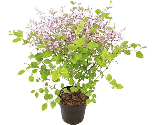 Liliac FloraSelf Syringa-Cultivars 'Bloomerang Dark Purple' H 40-50 cm Co 3 L