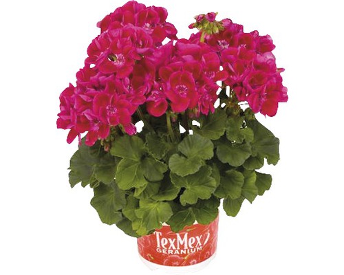 Muscată Pelargonium zonale ghiveci Ø 12 cm diferite culori Muscată Pelargonium zonale ghiveci Ø 12 cm diferite culori