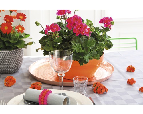 Masa decorativă cu mușcate, margarete, veselă și față de masă