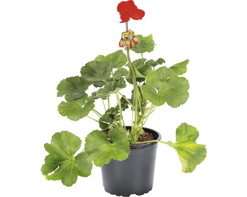 Gheranium în ghiveci