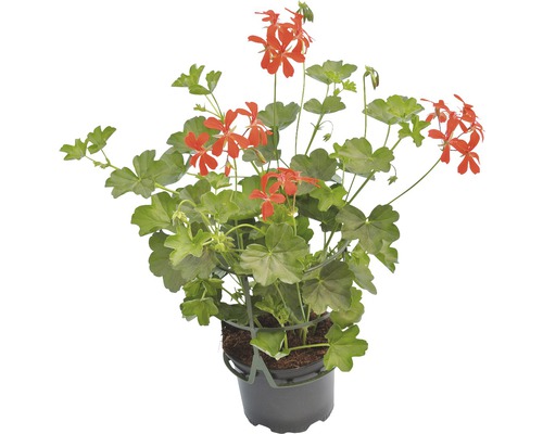 Mușcate curgătoare Pelargonium Peltatum Ville de Paris ghiveci Ø 12 cm