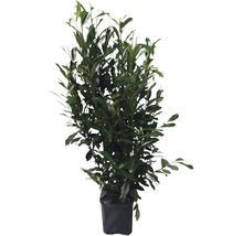 Planta de dafin în ghiveci