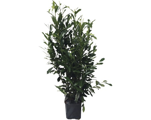 Planta de dafin în ghiveci