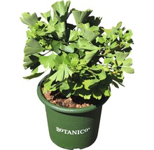 Ginkgo biloba în ghiveci