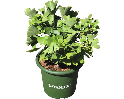 Ginkgo biloba în ghiveci