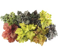 Diverse plante Heuchera cu frunze