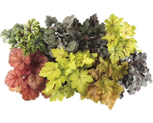Diverse plante Heuchera cu frunze