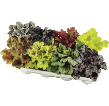 Diverse plante Heuchera într-o tavă
