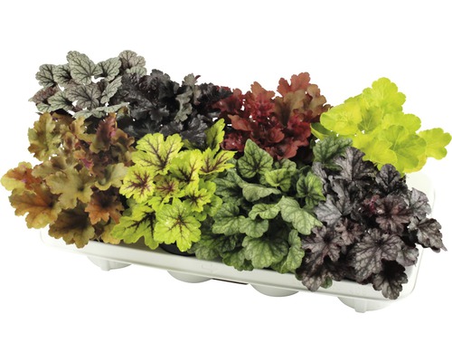 Diverse plante Heuchera într-o tavă