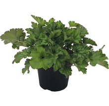 Plantă Heuchera în ghiveci