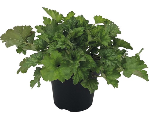 Plantă Heuchera în ghiveci
