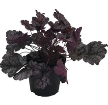 Plantă Heuchera în ghiveci