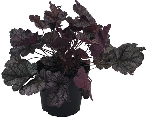 Plantă Heuchera în ghiveci