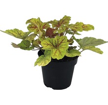 Heuchera într-un ghiveci