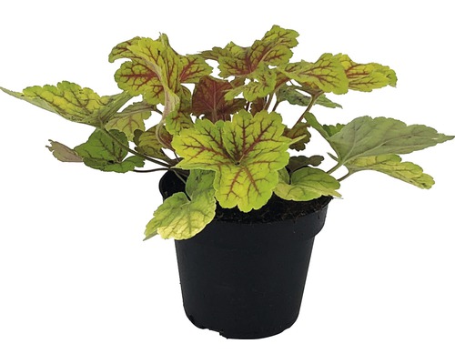 Heuchera într-un ghiveci