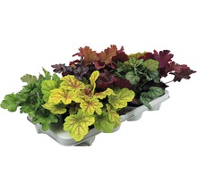 Diverse plante Heuchera într-o placă de creștere.