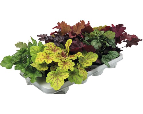 Diverse plante Heuchera într-o placă de creștere.