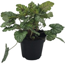 Planta Heuchera în ghiveci