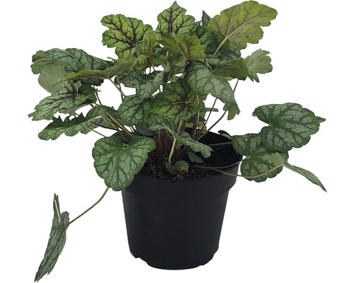 Planta Heuchera în ghiveci