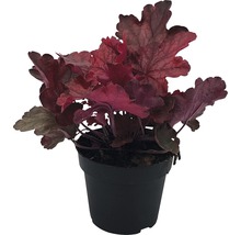 Plantă Heuchera într-un ghiveci negru