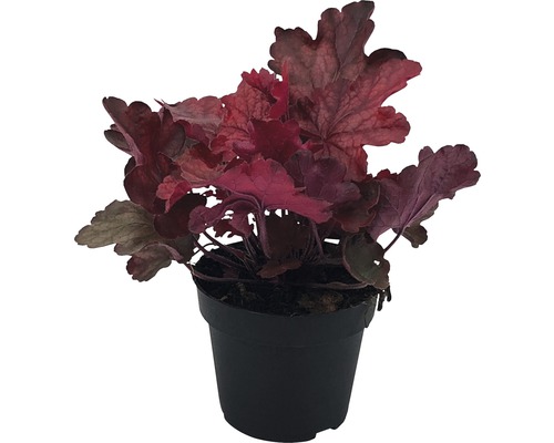 Plantă Heuchera într-un ghiveci negru