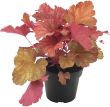 Plantă Heuchera într-un ghiveci
