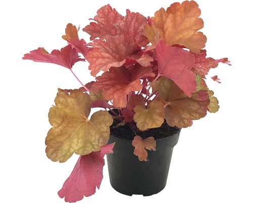 Plantă Heuchera într-un ghiveci