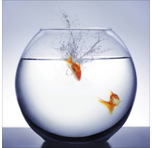 Tablou sticlă Diving Fish 30x30 cm