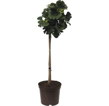 Arbore Ginkgo în ghiveci
