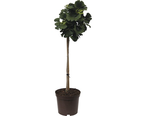 Arbore Ginkgo în ghiveci