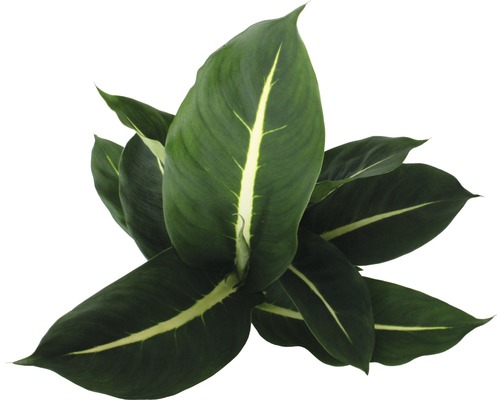 Planta de interior Dieffenbachia cu frunze dungate
