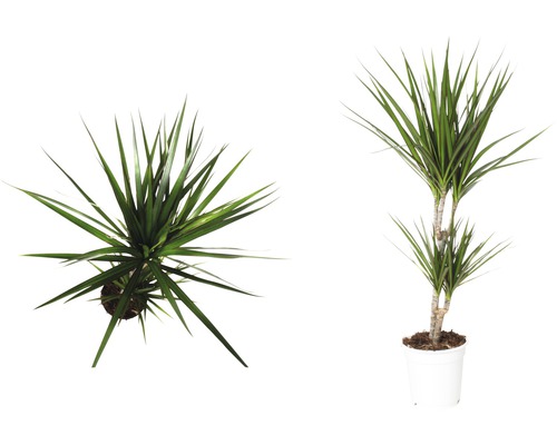 Dracaena în ghiveci, două vederi