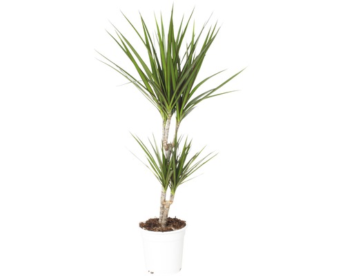 FloraSelf Dracaena Marginata H 80-90 cm ghiveci Ø 17 cm