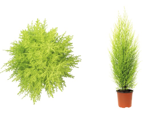Două plante Chamaecyparis lawsoniana Columnaris Gold, una de sus și una într-un ghiveci