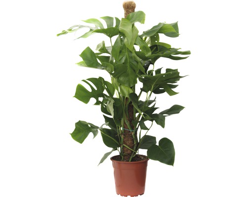 Ananasul săracului FloraSelf Monstera deliciosa H 110-120 cm ghiveci Ø 24 cm