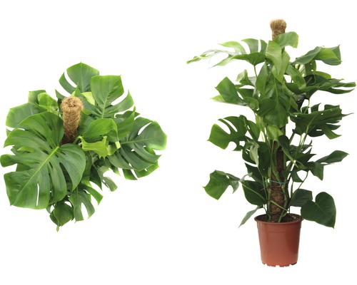 Două vederi ale unei plante de interior Monstera în ghiveci cu suport