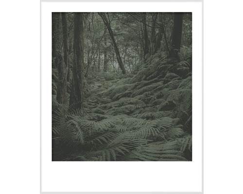 Imagine înrămată cu ferigi în pădure