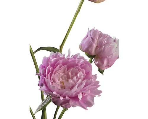 Prim-plan cu un bujor roz