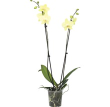 Orhidee fluture FloraSelf Phalaenopsis Hybrid H 60-65 cm ghiveci Ø 12 cm 2 tije diferite culori-thumb-1