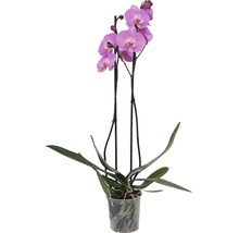 Orhidee fluture FloraSelf Phalaenopsis Hybrid H 60-65 cm ghiveci Ø 12 cm 2 tije diferite culori-thumb-2