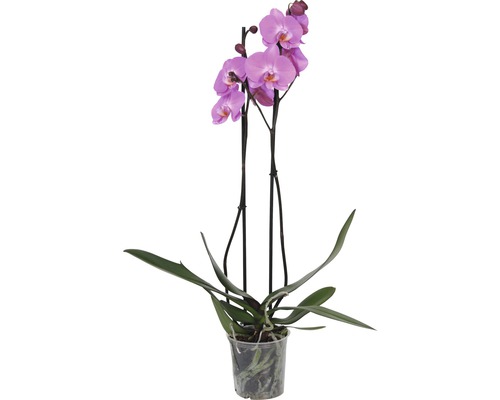 Orhidee fluture FloraSelf Phalaenopsis Hybrid H 55-70 cm ghiveci Ø 12 cm 2 tije diferite culori