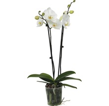 Orhidee fluture FloraSelf Phalaenopsis Hybrid H 60-65 cm ghiveci Ø 12 cm 2 tije diferite culori-thumb-3