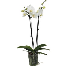 Orhidee fluture FloraSelf Phalaenopsis Hybrid H 60-65 cm ghiveci Ø 12 cm 2 tije diferite culori-thumb-3 Orhidee fluture FloraSelf Phalaenopsis Hybrid H 60-65 cm ghiveci Ø 12 cm 2 tije diferite culori-thumb-3