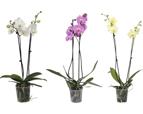 Orhidee fluture FloraSelf Phalaenopsis Hybrid H 60-65 cm ghiveci Ø 12 cm 2 tije diferite culori Orhidee fluture FloraSelf Phalaenopsis Hybrid H 60-65 cm ghiveci Ø 12 cm 2 tije diferite culori