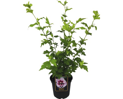 Arbust de hibiscus în ghiveci cu frunze verzi și etichetă ''Helene''