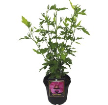 Hibiscus Aphrodite în ghiveci
